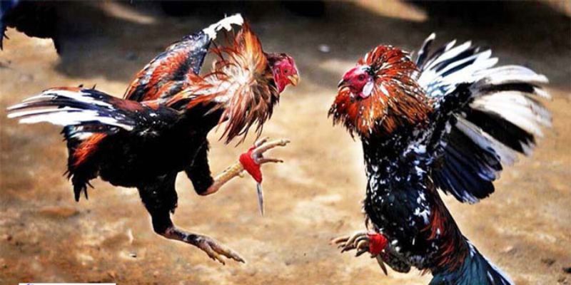 Hợp Tác Và Phát Triển Cộng Đồng Giới thiệu đá gà